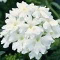 Тускани F1 белая (white) семена вербены гибридной (Syngenta)
