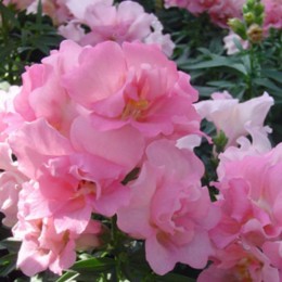 Твінні F1 рожевий (pink) насіння антірінума (Hem Genetics)