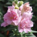 Твинные F1 розовый (pink) семена антиринума (Hem Genetics)