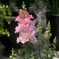 Твинные F1 розовый (pink) семена антиринума (Hem Genetics)