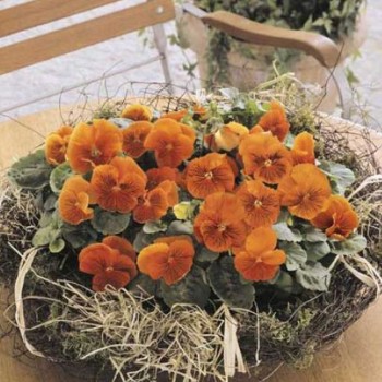 Кетс F1 оранжевая (Orange) семена виолы (Benary)