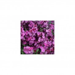 Абсолют Purple Bicolour семена лакфиоля (Kitano Seeds)