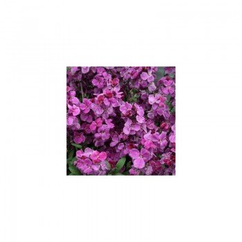 Абсолют Purple Bicolour семена лакфиоля (Kitano Seeds)