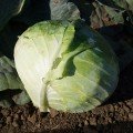 Адаптор F1 семян капусты б/н среднепоздней 115-125 дн. 3-4 кг окр. (Syngenta)