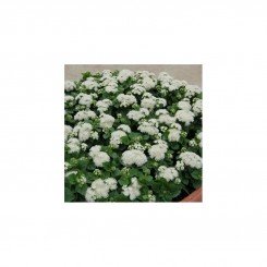 Алоха F1 белый (white) семена агератума (Hem Genetics)