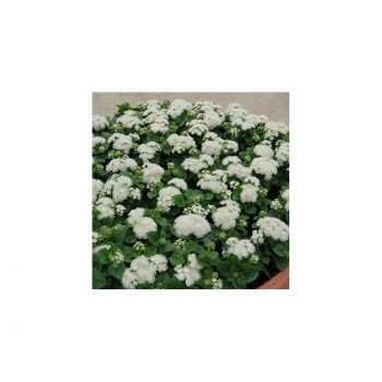 Алоха F1 белый (white) семена агератума (Hem Genetics)
