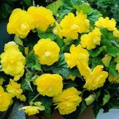 Агнесса желтая (Agnessa Yellow) семена бегонии махровой (Kitano Seeds)