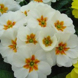 Аккорд S1 белые семена примули акаулис 15см (Hem Genetics)