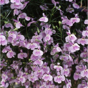 Аквамарин Lilac насіння лобелії ампельної (Kitano Seeds)