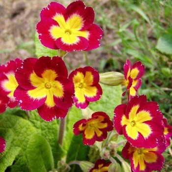 Аліса Scarlet насіння примули (Kitano Seeds)