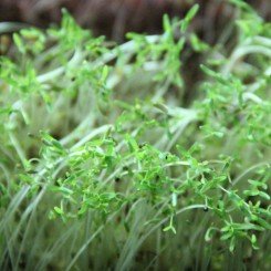 Амарант зеленый семена микрозеленые (Agrocity)