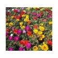 Амелія Formula mixed насіння портулака великоквіткового (Kitano Seeds)