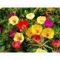 Амелія Formula mixed насіння портулака великоквіткового (Kitano Seeds)