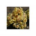 Твінні F1 жовтий (yellow) насіння антірінума (Hem Genetics)