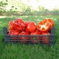 Аристотель F1 насіння перцю солодкого (Seminis)