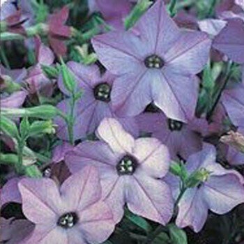 Арома Blue (синий) семян табака (Kitano Seeds)
