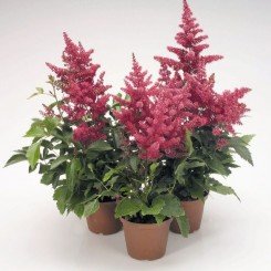 Астари (Астаре) розовая (pink) семена астильбы (Benary)