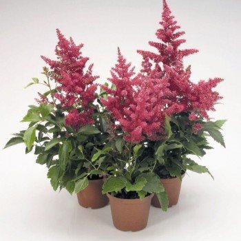Астари (Астаре) розовая (pink) семена астильбы (Benary)