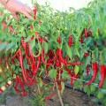 Атакама F1 семян горького перца (Lucky Seed)