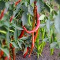 Атакама F1 семян горького перца (Lucky Seed)