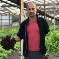 Бахус насіння салату тип Лолло Росса (Hazera)