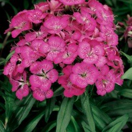 Барбаріні F1 рожева (pink) насіння гвоздики турецької (Syngenta)
