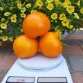 Батур F1 насіння детермінантного томату (LibraSeeds)