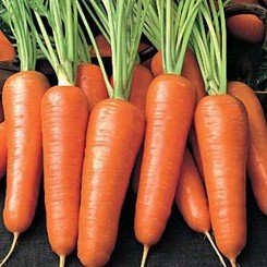 Бентлі F1 насіння моркви (Agri Saaten)