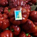Біхар F1 насіння перцю солодкого (ZKI)
