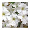 Браво F1 біла (white) насіння петунії (Syngenta)