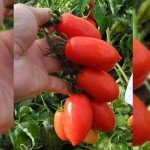 Брисколино F1 семена томата детерминантного коктейльного (United Genetics)