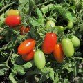Брисколіно F1 насіння томату детермінантного коктейльного (United Genetics)