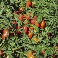 Брисколіно F1 насіння томату детермінантного коктейльного (United Genetics)