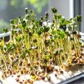 Броколі насіння мікрозелене (Agrocity)
