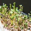 Броколі насіння мікрозелене (Agrocity)