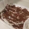 Броколі насіння мікрозелене (Agrocity)
