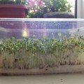 Броколі насіння мікрозелене (Agrocity)