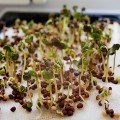 Броколі насіння мікрозелене (Agrocity)