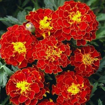 Чемпион красные (red) семена бархатцев (Hem Zaden)