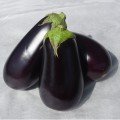 Джокер F1 (CRX 50125 F1) насіння баклажана раннього (Cora Seeds)
