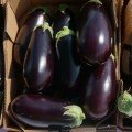 Джокер F1 (CRX 50125 F1) насіння баклажана раннього (Cora Seeds)