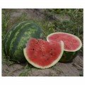 Делісія F1 насіння кавуна раннього (Lark Seeds)
