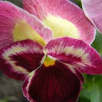 Дельта F1 клубничные семена виолы (Syngenta)