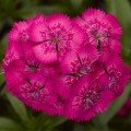 Діабунда F1 рожева (pink) насіння гвоздики турецької (Syngenta)