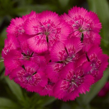 Диабунда F1 розовая (pink) семена гвоздики турецкой (Syngenta)