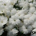 Діана F1 біла (white) насіння гвоздики китайської (Hem Genetics)