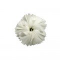 Діана F1 біла (white) насіння гвоздики китайської (Hem Genetics)