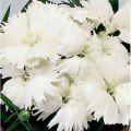 Діана F1 біла (white) насіння гвоздики китайської (Hem Genetics)