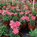 Діана F1 лососева (salmon) насіння гвоздики китайської (Hem Genetics)