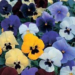 Диана Формула миксед (Formula mixed) семена фиалки ампельной (Kitano Seeds)